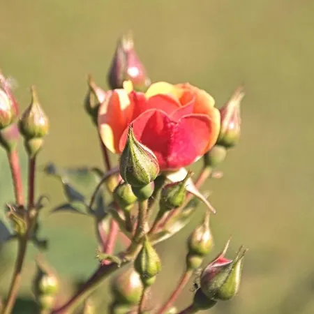 Hotel Buchberg Garni 3*