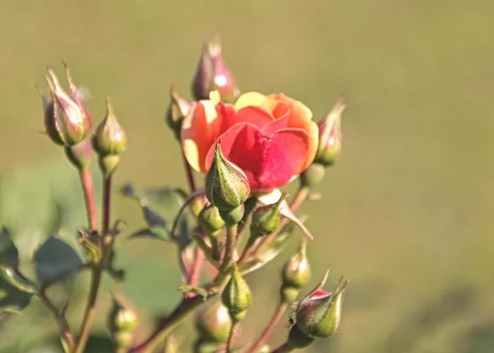 Hotell Buchberg Garni 3*